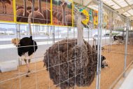 Ашхабад принимает СППТ-2025: обзор достижений и перспектив туркменских предпринимателей