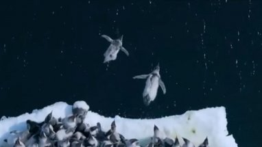 Yavru imparator penguenlerinin suya atlamaları ilk defa görüntülendi