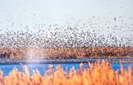 Aşgabatda howanyň üýtgemegi boýunça CACCC-2025 konferensiýasy geçirildi